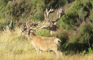 red stag roar