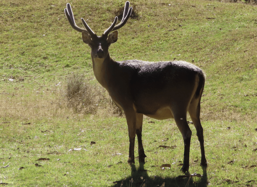 Summer antlers - Poronui Hunting
