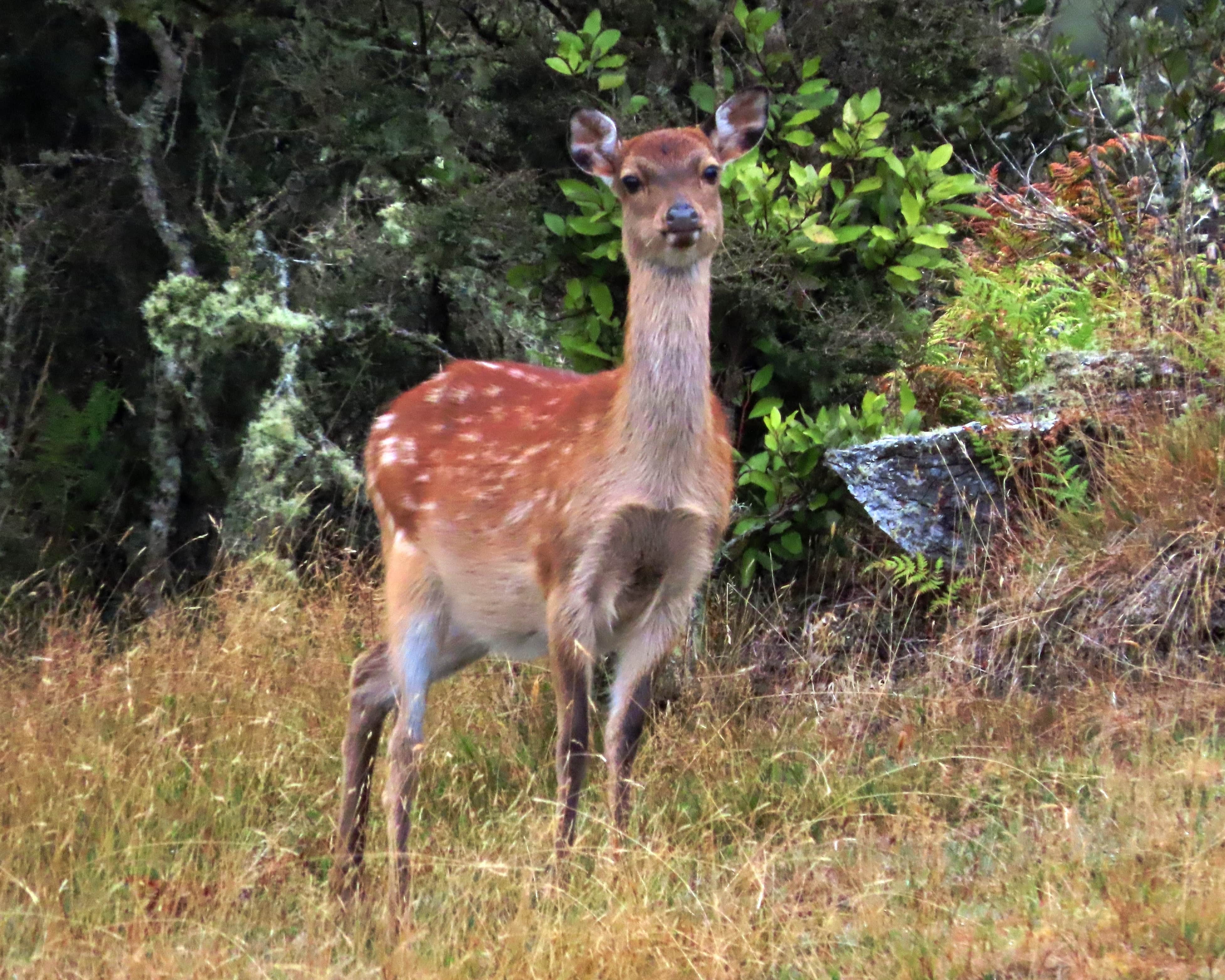 Spotted Sika Deer. Poronui Hunting