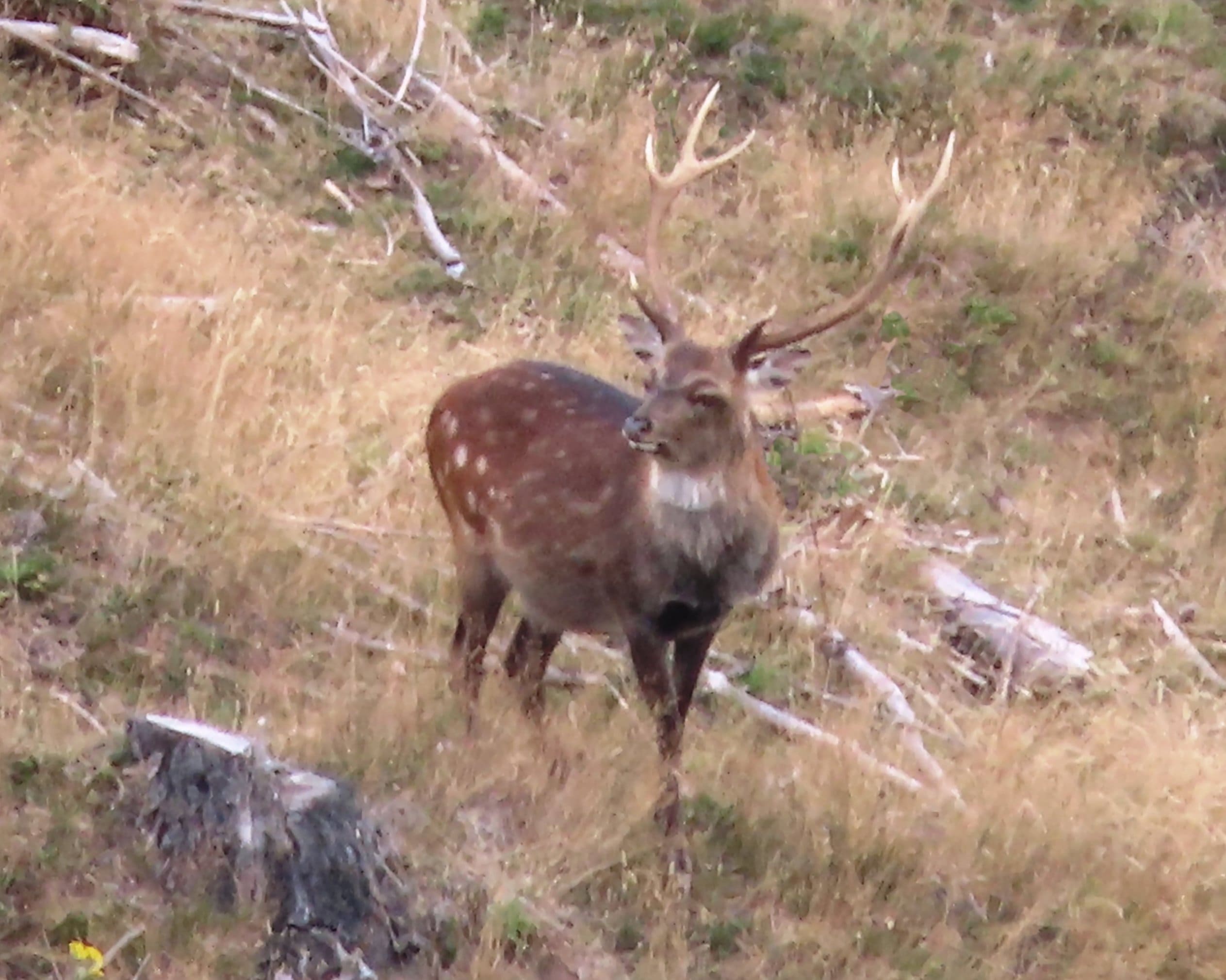 Spotted Sika Stag. Ready to be hunted. Poronui Hunting.