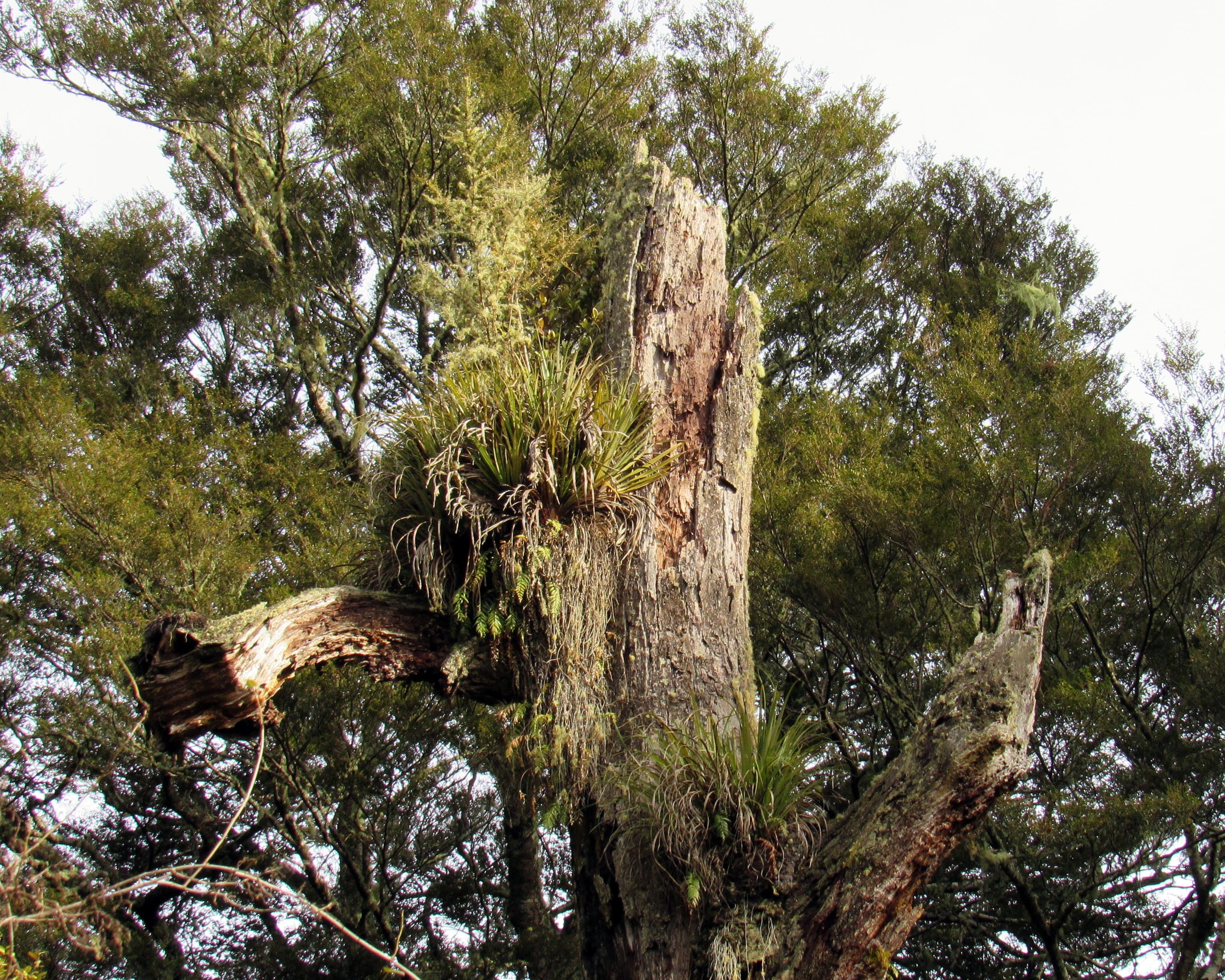 The Grove Tree. Poronui Hunting.