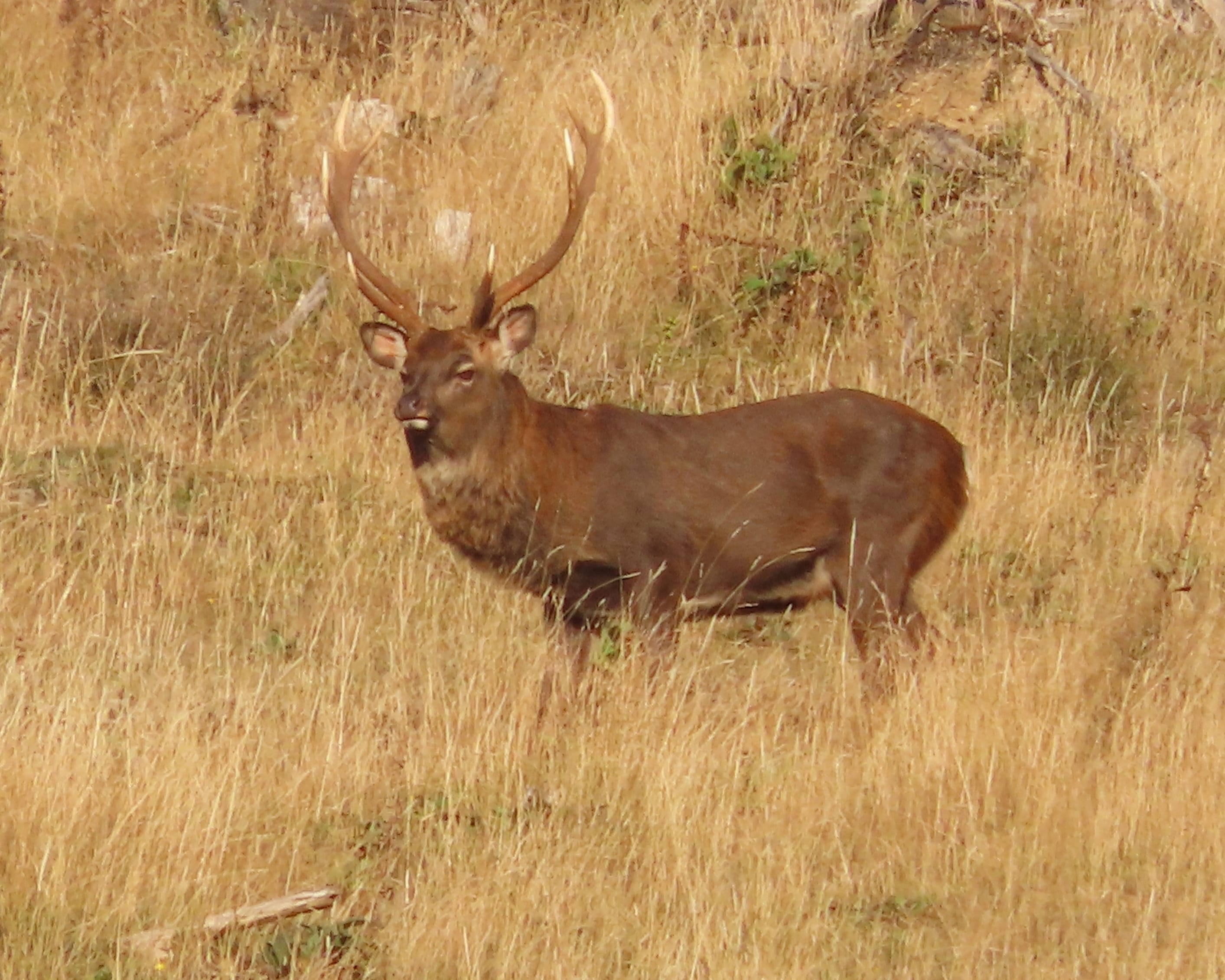 Image of a simple Deer Stag in the grass. Poronui Hunting.