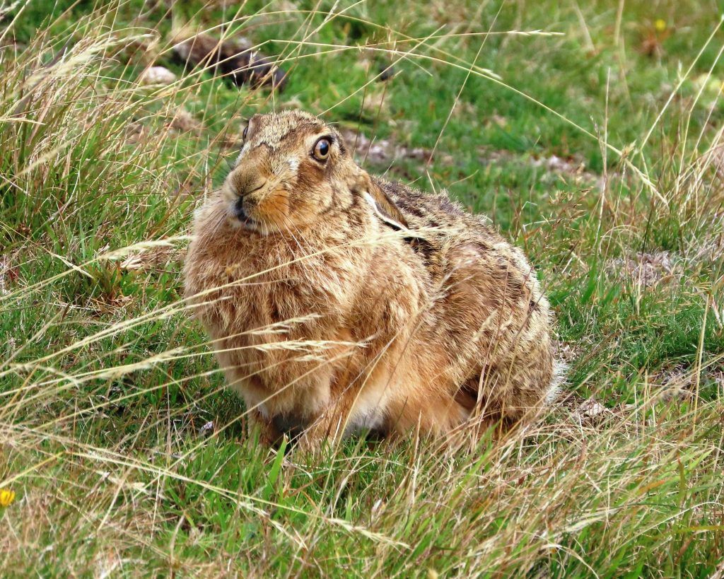 Brown Hare in Poronui
