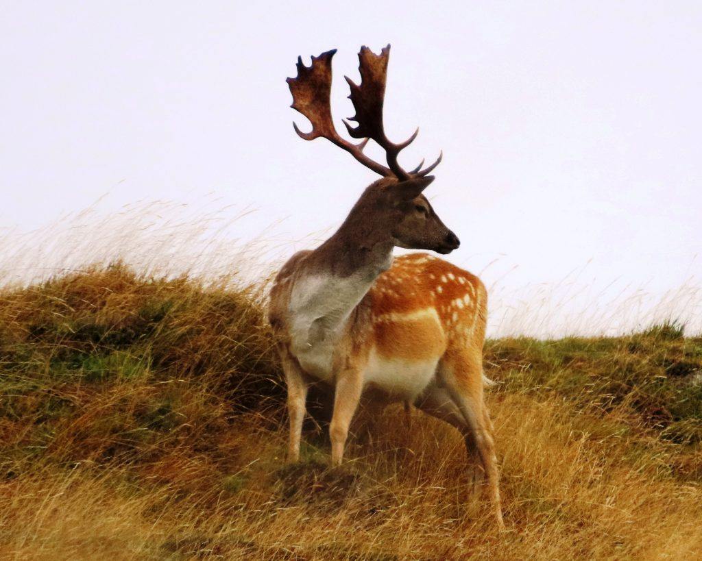 Majestic Deer on top of NZ land.