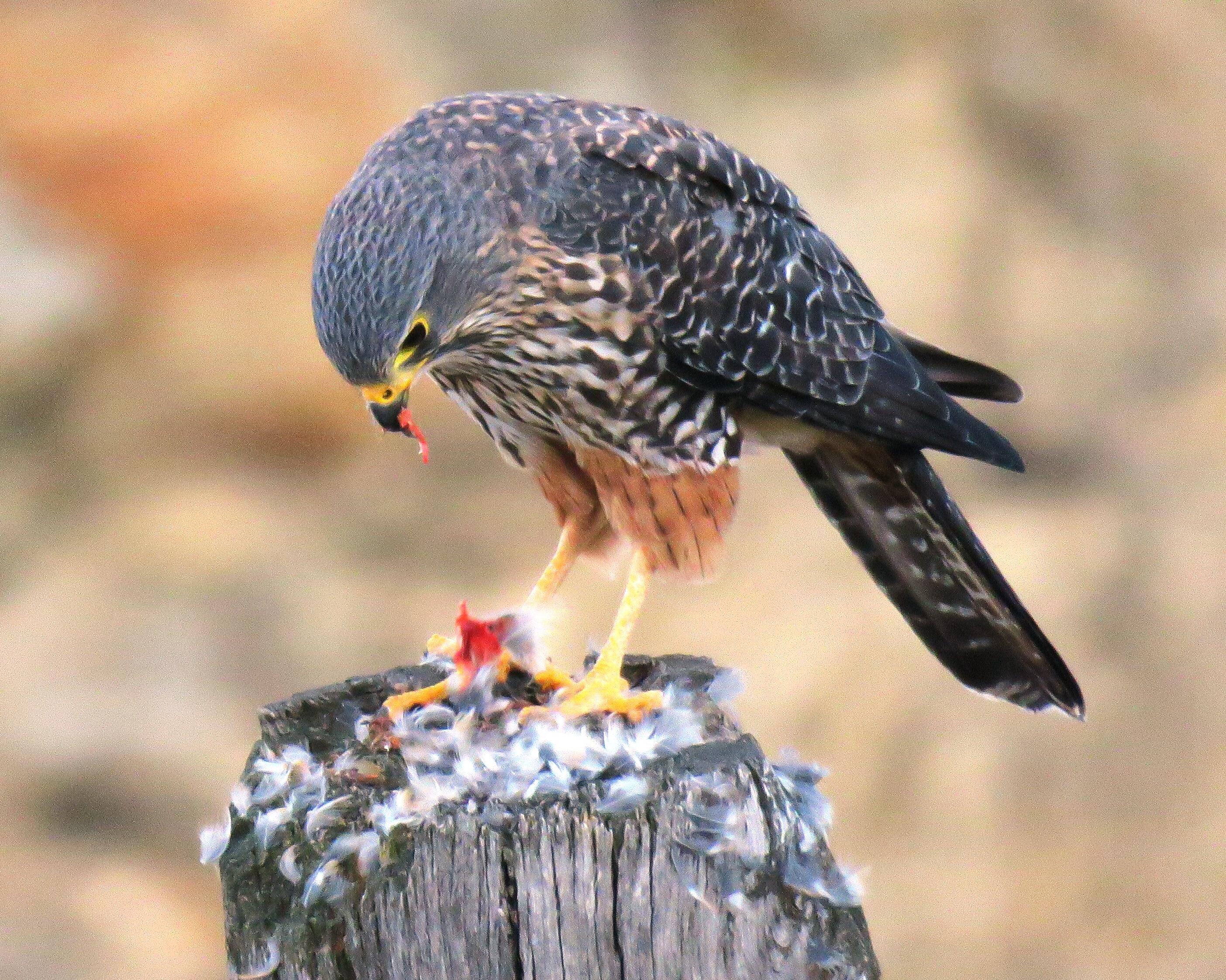 Blog Thumbnail. New Zealand Falcon. Poronui Hunting
