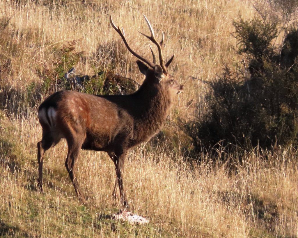 One Tree Ridge Deer Hunting Blog.