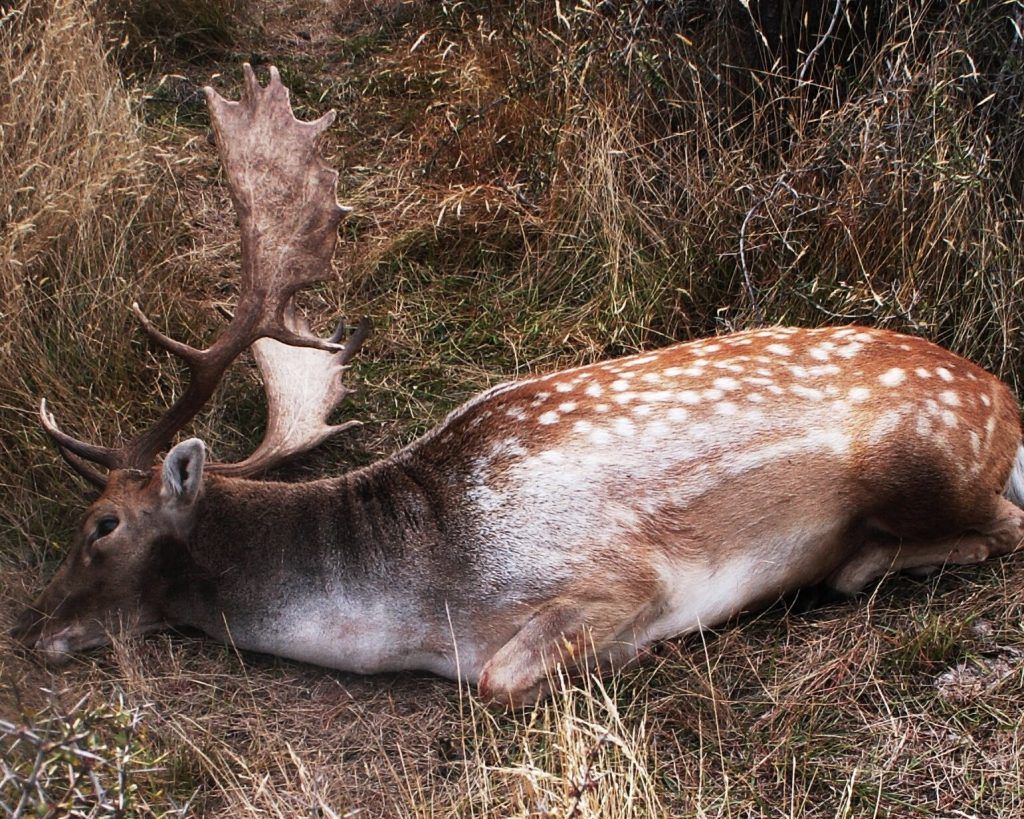 Hunted Deer in Grass