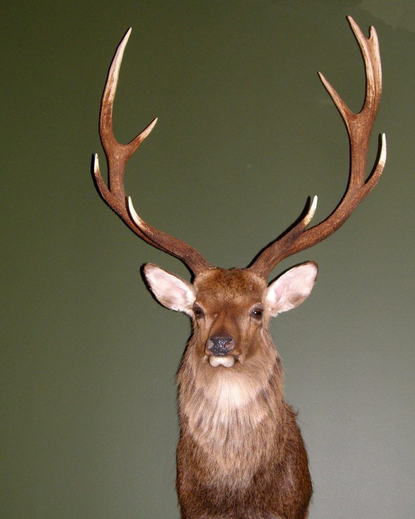 Stuffed Deer on Display with Green background.