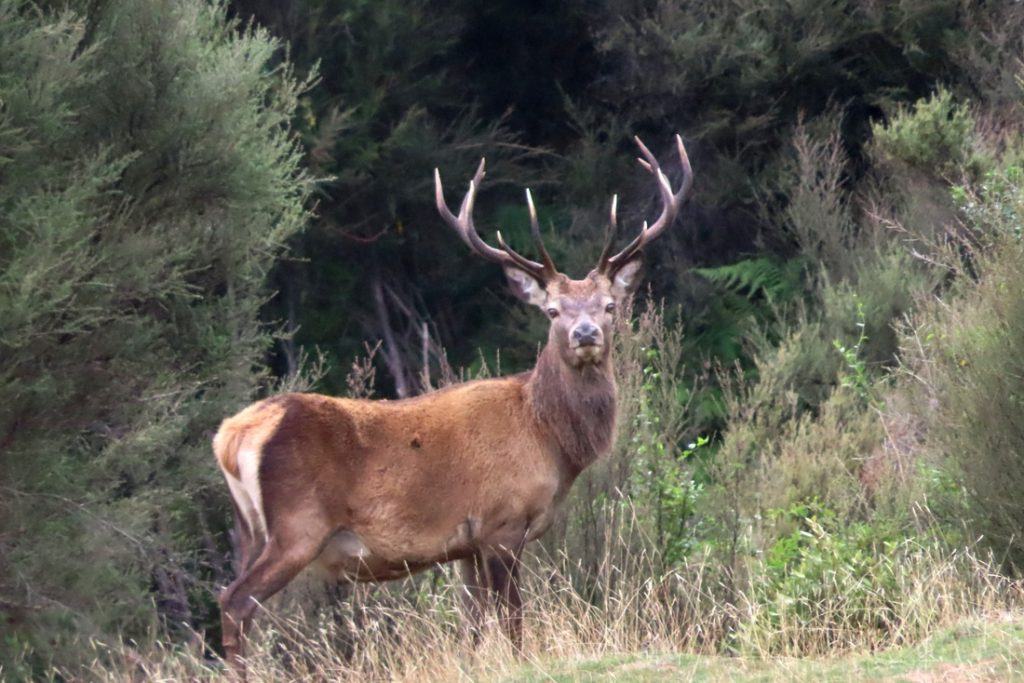 Red Stag Deer stands in NZ Poronui and looks at camera.
