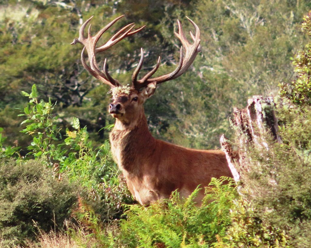 Red Stag Stands With AutumnLight Shining on himin NZ