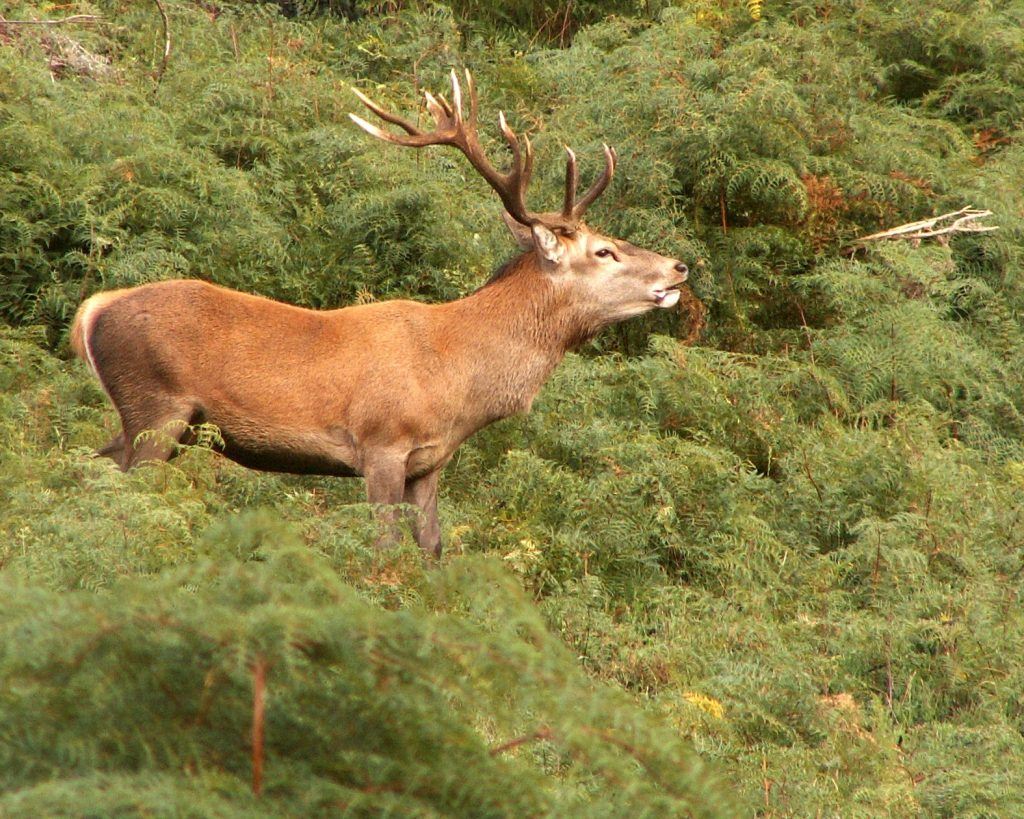 Red Stag Bellowing and Groaning.