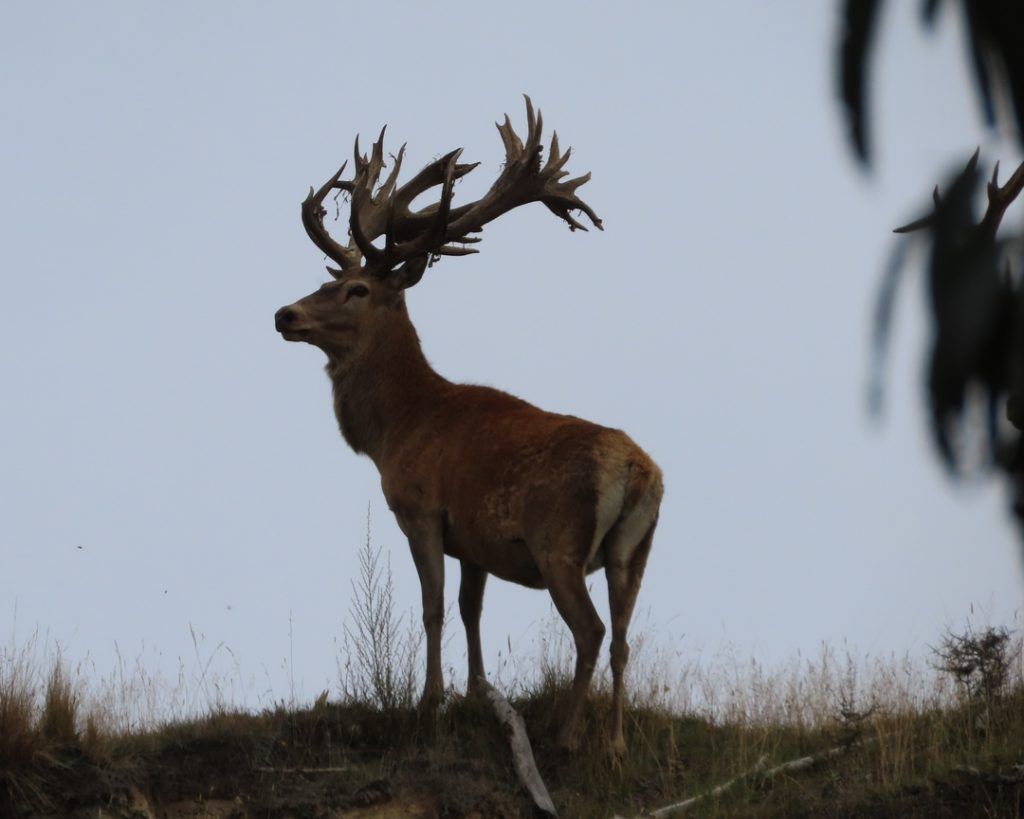 Silhouette of red stag deer rutting.