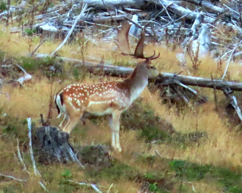Common Fallow Buck Deer in Poronui