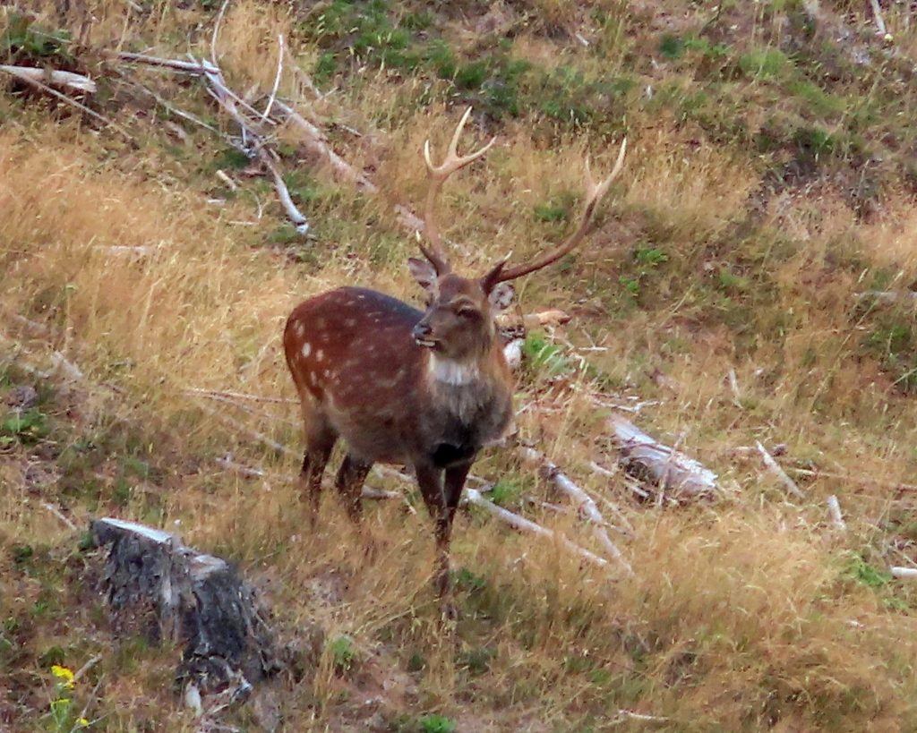 Sika Stag In Poronui