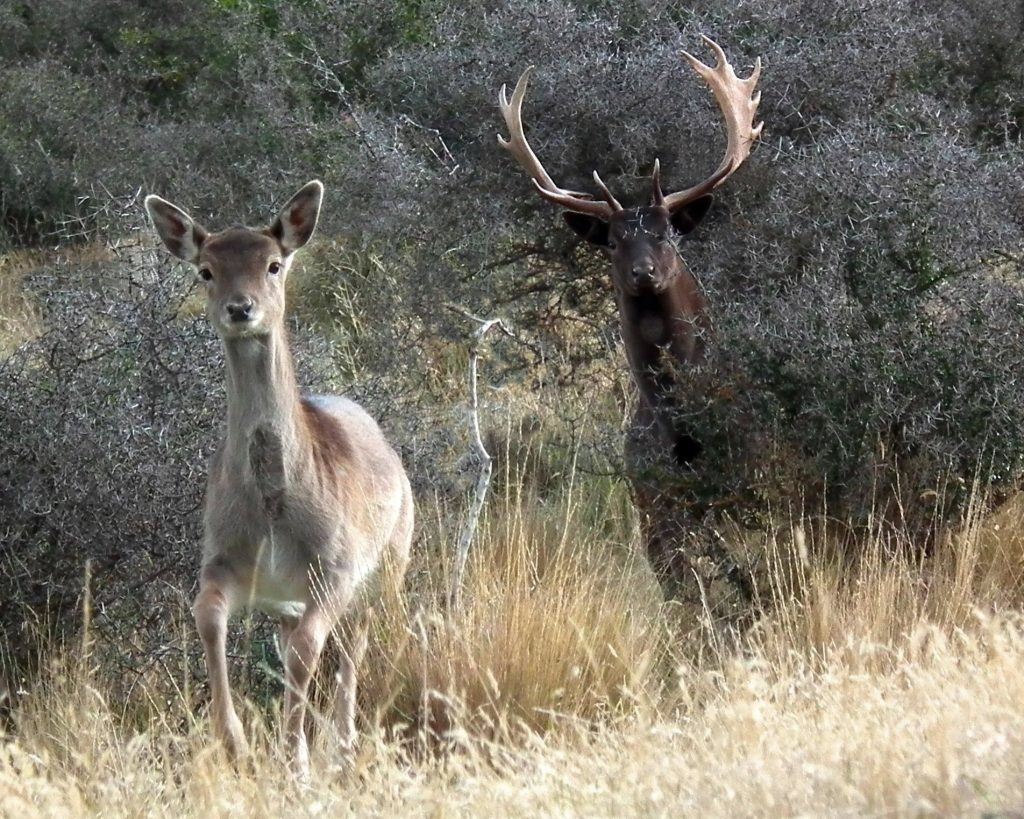Territorial Fallow Buck Deer