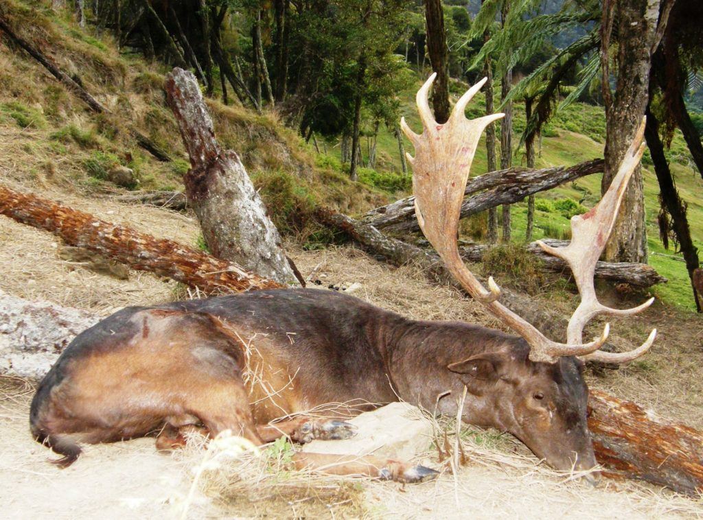 Fallow buck, lying on floor after being hunted.