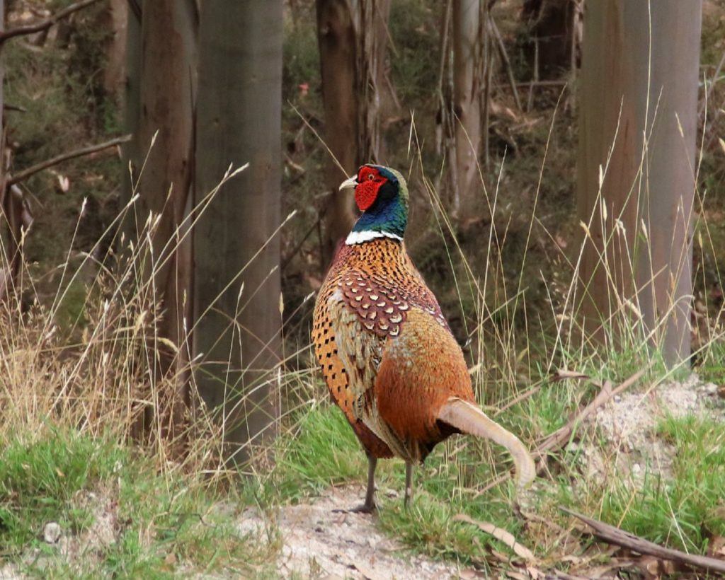 A beautiful pheasant standing in the NZ Poronui forest.