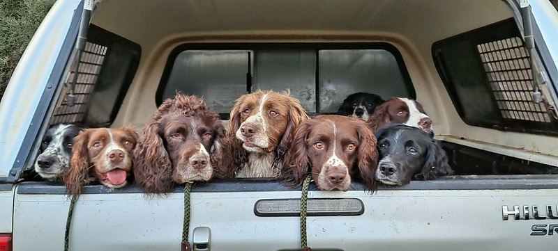 Spaniels dog at the back of a truck