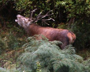 rut stag in Poronui