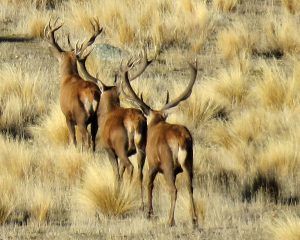 three stags walking in Poronui landscape