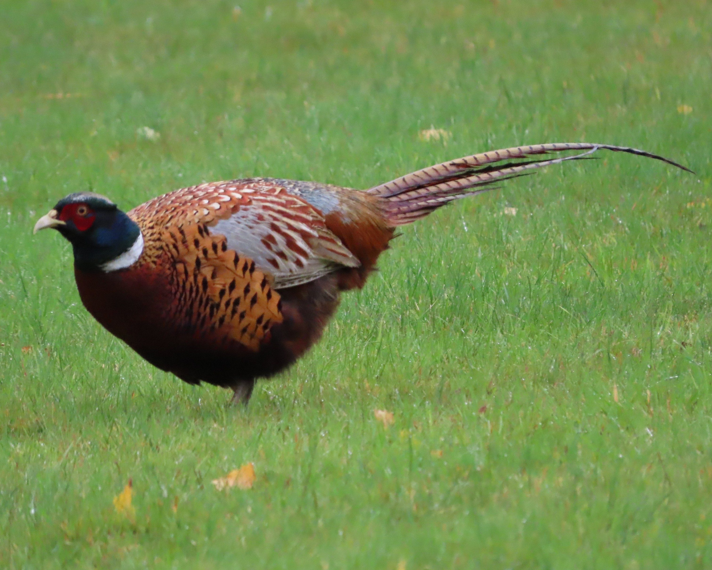 Ring-necked Pheasant aka Common Pheasant Phasianus colchicus, Stock Photo,  Picture And Rights Managed Image. Pic. FLI-FLC3457 | agefotostock