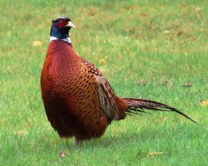 Magnificent ring neck pheasant
