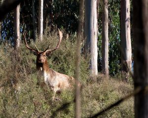 Deer living in gum trees in Poronui