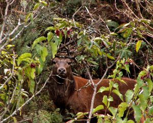 Stag in bush, perfect to hunt