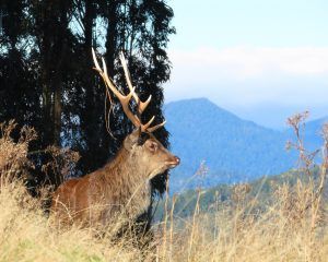 Stag looking at Poronui landscape