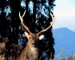 sika stag looking at the photograph