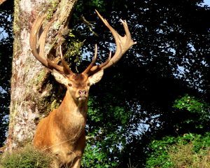 sneaky male red stag 