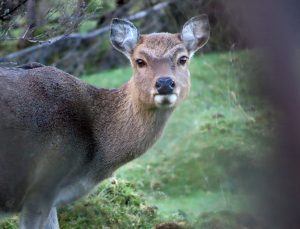 Deer survival experts