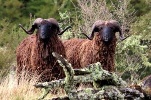 two black ram being photographed 