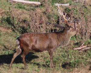 Super smart stag running in Poronui's field