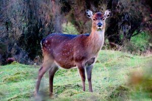 Common Fallow Buck Deer in Poronui