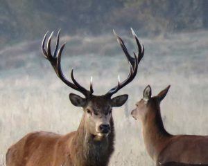 Stag and deer looking at each other