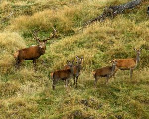 A red stag family walking in Poronui's landscape