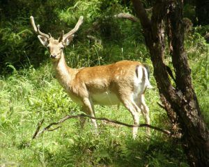 Picture of a deer in Poronui landscape
