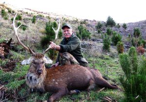 hunter showing his trophy sika deer
