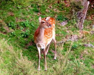 beautiful deer in poronui