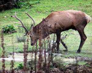 red stag drinking from the antic wallow