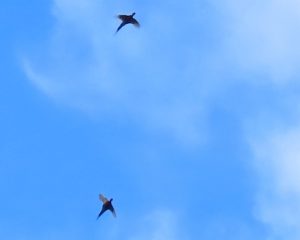 Flying Pheasants