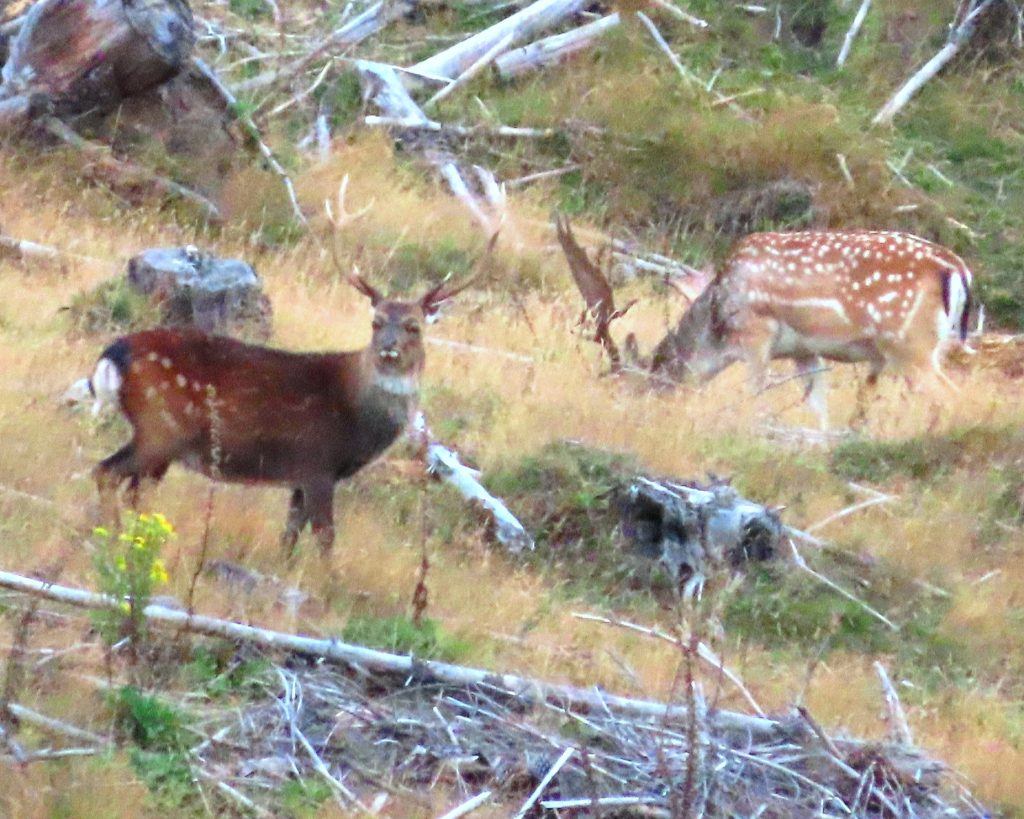 A Temporary Alliance Between Deer