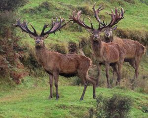 Red stag bachelor group