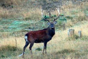 Sike deer in poronui