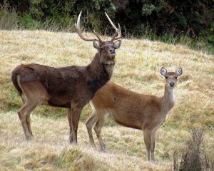 Prime rusa and red stag habitat
