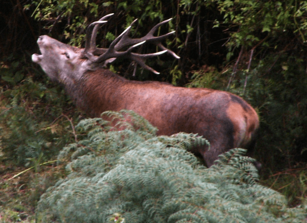 Red Deer Stag Roaring