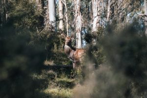 beautiful stag hiding in the forest
