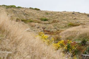 sika deer in poronui