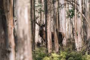 Beautiful red stag hiding on the forest